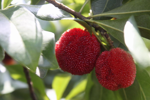 ���㲩��(�й�)�ٷ���վ