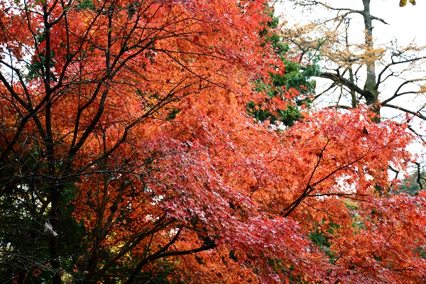 ���㲩��(�й�)�ٷ���վ