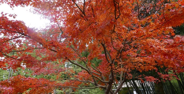 ���㲩��(�й�)�ٷ���վ